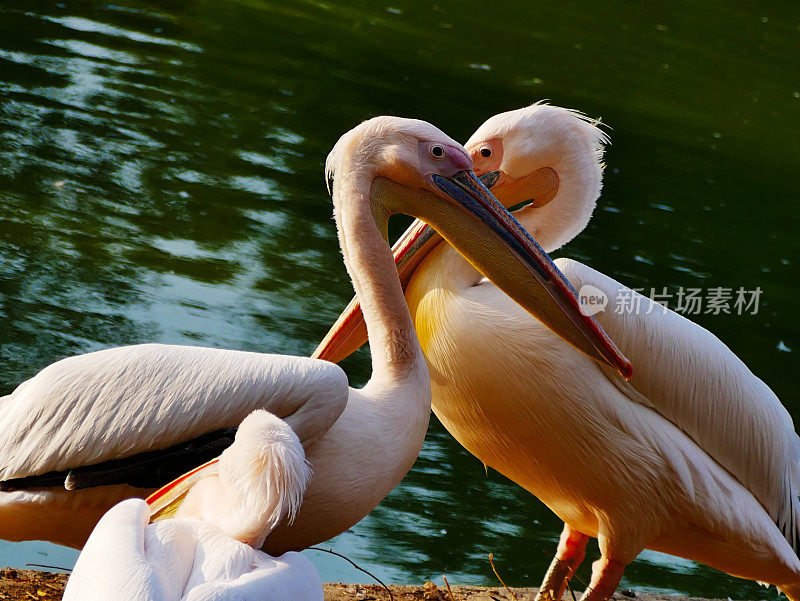 大白鹈鹕(Pelecanus onocrotalus)